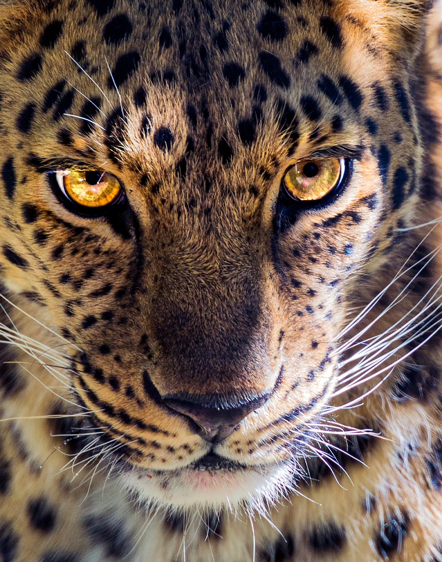 The 10 Most Dangerous Creatures on Earth